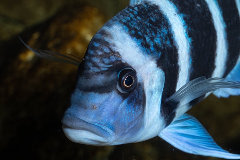 Cyphotilapia gibberosa 'Mtoto' (Moba)